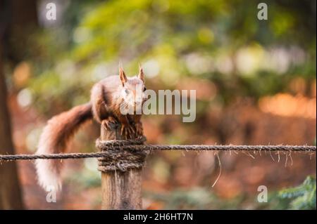 Scoiattolo rosso su un palo di legno con corde. Sciurus vulgaris. Campo Grande, Valladolid Spagna. Foto Stock