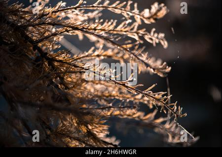 Il primo autunno gela nel giardino. Le piante sono congelate con il gelo del mattino. Foto Stock