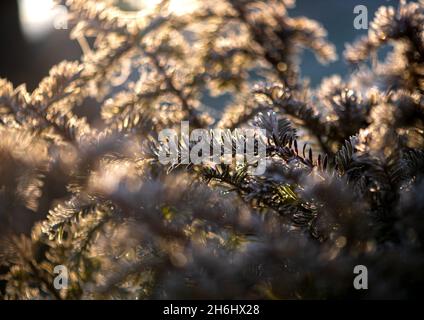 Il primo autunno gela nel giardino. Le piante sono congelate con il gelo del mattino. Foto Stock