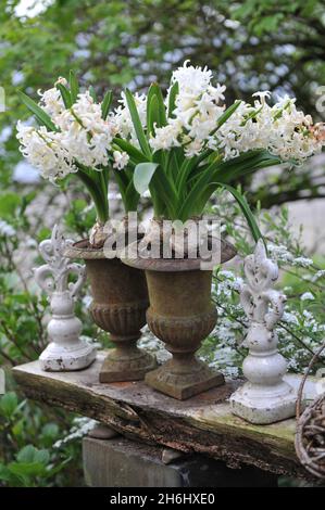 Bulbi di giacinto bianco forzato (Hyacinthus orientalis) in vasi metallici arrugginiti in un giardino nel mese di aprile Foto Stock