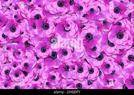 Primo piano dettaglio di una massa di fiori di anemone rosa (coronaria) in piena fioritura nel sole primaverile Foto Stock