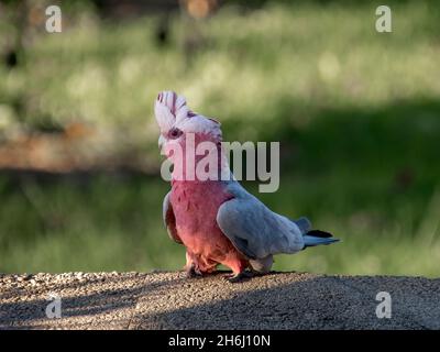 Singola galah australiana, cockatoo rosato (Eolophus roseicapillus) camminando a terra nel giardino del Queensland in primavera. Un pappagallo colorato. Foto Stock