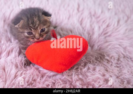 San Valentino gatto. Piccolo gattino britannico Shorthair in piedi vicino a cuore forma cuscino rosso su coperta rosa. Concetto di animali domestici Foto Stock