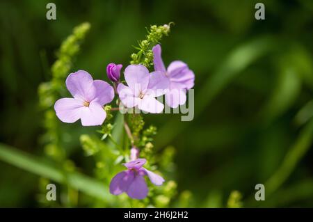 Gruppo di fiori di campo viola Foto Stock