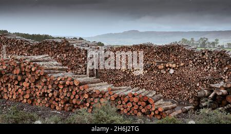 Enorme logpile di legname immagazzinato e bloccato carbone Foto Stock