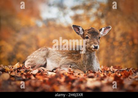 Giovane cervo fiato europeo adagiato nella foresta autunnale Foto Stock