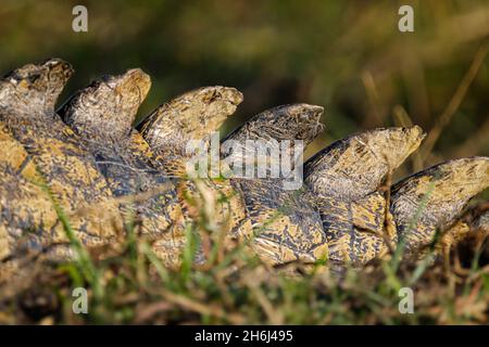 Scala di coda del coccodrillo del Nilo (Crocodylus niloticus). Parco Nazionale di Chobe, Botswana Foto Stock