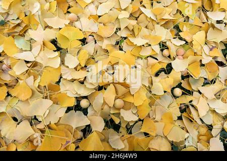 Ginkgo biloba giallo autunno foglie e frutti di fondo. Foto Stock