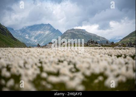 Prato pieno di cottongrass bianco (Eriophorum scheuchzeri) in Val Maighels Foto Stock