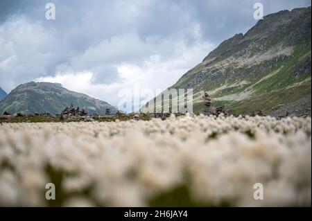 Prato pieno di cottongrass bianco (Eriophorum scheuchzeri) in Val Maighels Foto Stock