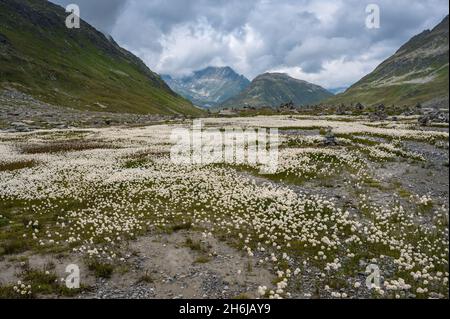 Prato pieno di cottongrass bianco (Eriophorum scheuchzeri) in Val Maighels Foto Stock