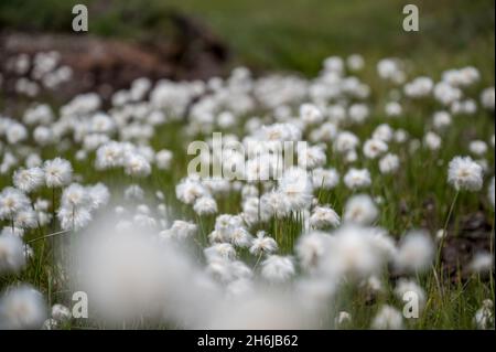 Prato pieno di cottongrass alpino nella Surselva Foto Stock