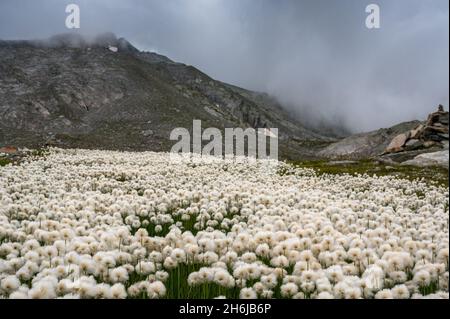 Prato pieno di cottongrass bianco (Eriophorum scheuchzeri) in Val Maighels Foto Stock