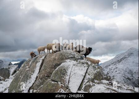 mandria di pecore nelle alpi svizzere in piedi su una roccia Foto Stock