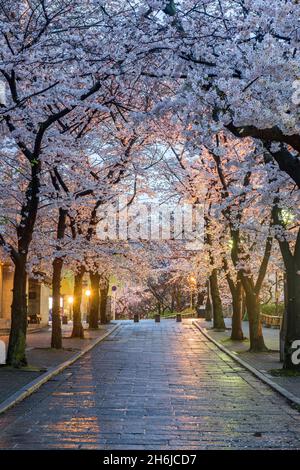 Gion Shirakawa, Kyoto, Giappone durante la stagione dei fiori di ciliegio al crepuscolo. Foto Stock