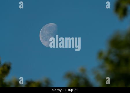 Luna pallida a mezzaluna nel cielo blu del mattino. Incorniciata da foglie sfocate. Foto Stock