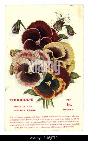 Cartolina originale dell'epoca edoardiana Toogood & Sons per la conferma della ricezione dell'ordine, Pride o' The Peacock Pansy, pubblicata da Southampton nel 1906, Southampton, Inghilterra, Regno Unito Foto Stock