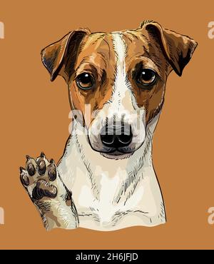 Testa realistica di Jack russel terrier cane. Disegno a mano vettoriale a colori isolato su sfondo marrone. Per decorazione, design, stampa, poster Illustrazione Vettoriale