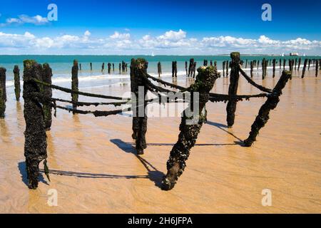 Primo piano cozze d'allevamento acquacoltura con sabbia dorata e mare. Foto Stock