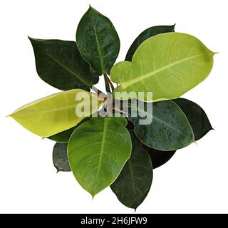 Filodendron chiaro di luna (aracee), originale del Sud America, con foglie grandi verdi, piantate su vaso, con fondo bianco (isolato in bianco), top Foto Stock