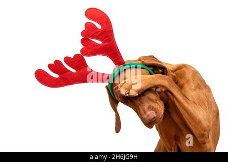 Cane Natale presente sfondo. Divertente vizsla con zampe di renna di Natale che copre gli occhi con zampa, ritratto studio su sfondo bianco. Foto Stock