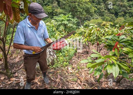 Piantatrice di cacao che rompe una cialda nella valle di Intag, Ecuador, Sudamerica Foto Stock