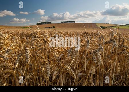 Golden Wheatfield sotto Hackpen Hill, vicino a Wantage, Oxfordshire, Inghilterra, Regno Unito, Europa Foto Stock