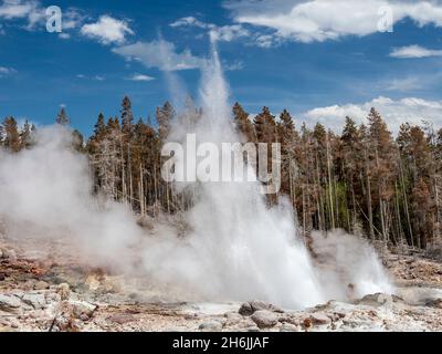 Steamboat Geyser, il geyser attivo più alto del mondo, si trova nel parco nazionale di Yellowstone, sito patrimonio dell'umanità dell'UNESCO, Wyoming, USA Foto Stock