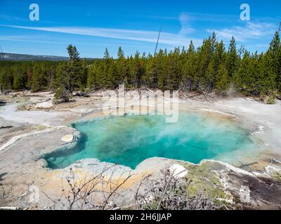 Emerald Spring nel Norris Geyser Basin, Yellowstone National Park, sito patrimonio dell'umanità dell'UNESCO, Wyoming, Stati Uniti d'America, Nord America Foto Stock