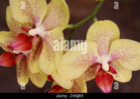 Primo piano di bellissimi fiori di orchidea di falena gialla (Phalaenopsis). Foto Stock
