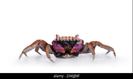 Viola arancione Vampire Crab, fotocamera rivolta in piedi. Guardando verso la fotocamera, mostrando entrambi gli occhi. Isolato su uno sfondo bianco. Foto Stock