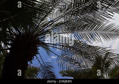 Silhouette di palma di Phoenix contro il cielo blu con nuvole bianche, in una giornata di sole. Foto Stock