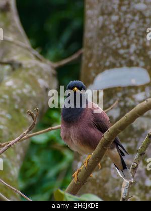 un comune myna cute uccello arrabbiato aspetto Foto Stock