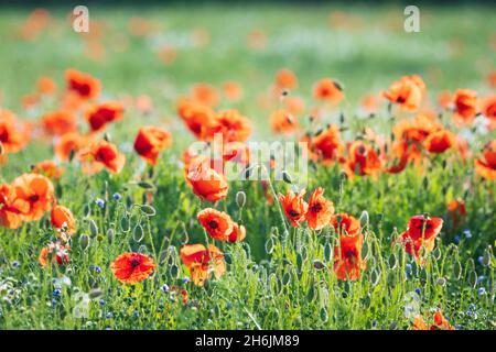 Papaveri in un campo di Flax vicino a Easingwold, York, North Yorkshire, Inghilterra, Regno Unito, Europa Foto Stock