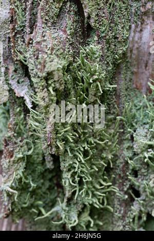 Lichen Coulderhorn comune (Cladonia coniocraea) su ceppo di albero Foto Stock