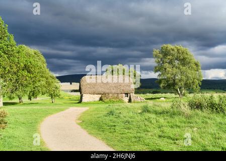 Campo di battaglia di Culloden, cottage di Leanach, luce della sera, Gorse luminoso, Inverness, Highland, Scozia, Regno Unito Foto Stock