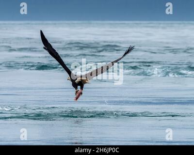 Aquila calva adulta (Haliaeetus leucocephalus, bombardamento di immersione per un pesce nelle isole Inian, Alaska sud-orientale, Stati Uniti d'America, Nord America Foto Stock