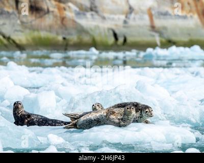 Foche portuali per adulti (Phoca vitulina, su ghiaccio al ghiacciaio Dawes, Endicott Arm, Alaska sud-orientale, Stati Uniti d'America, Nord America Foto Stock