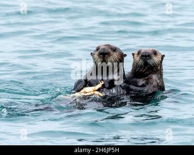 Una lontra madre di mare (Enidra lutris) che mangia un granchio di Dungeness con il suo cuccio nelle isole Inian, nell'Alaska sud-orientale, Stati Uniti d'America Foto Stock