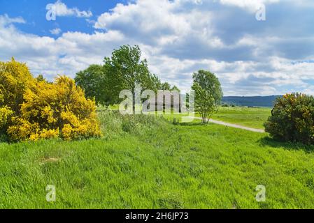 Campo di battaglia di Culloden, cottage di Leanach, luce della sera, Gorse luminoso, Inverness, Highland, Scozia, Regno Unito Foto Stock