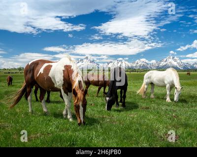 Cavalli adulti (Equus ferus caballus) che pascolano ai piedi delle Grand Teton Mountains, Wyoming, Stati Uniti d'America, Nord America Foto Stock