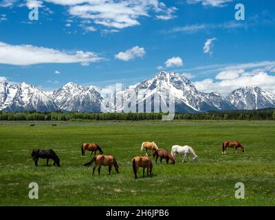 Cavalli adulti (Equus ferus caballus, pascolo ai piedi del Grand Teton Mountains, Wyoming, Stati Uniti d'America, Nord America Foto Stock