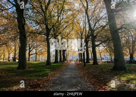 Green Park, Londra, Regno Unito. 16 novembre 2021. UK Meteo: Autunno a Green Park, Londra. Credit: Matthew Chattle/Alamy Live News Foto Stock