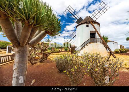 Mulino a vento in pietra e piante succulente nel giardino Cactus della città vecchia di Antigua, Fuerteventura, Isole Canarie, Spagna, Atlantico, Europa
