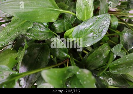 Primo piano di foglie verdi di una pianta (Driopsis maculata, piccoli soldati bianchi, ostia africana) dopo essere stati annacquati. Foto Stock