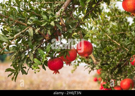 Frutti maturi di albero di melograno closeup appeso su rami. Israele Foto Stock