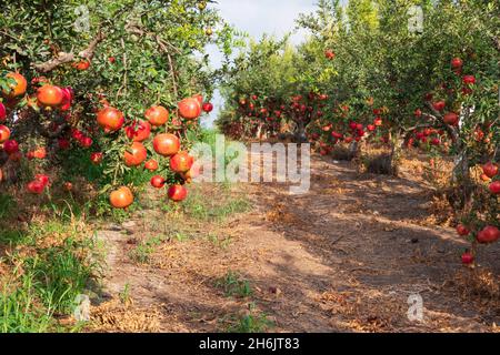 Vista del frutteto con melograni con melograni non maturi sui rami. Messa a fuoco selettiva. Foto Stock