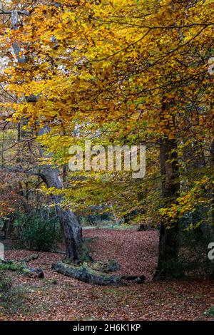 Splendidi alberi antichi nei loro colori autunnali di oro, arance, gialli e bronzi, boschi di Burnham, Buckinghamshire, Regno Unito Foto Stock