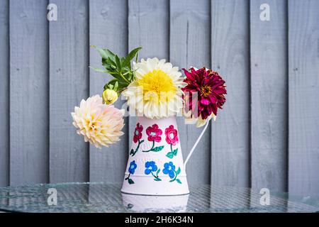 Dahlia pinata fiori in una brocca di lattina dipinta in mostra in un giardino a Buckley, Galles, Regno Unito, Foto Stock