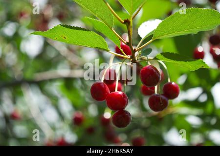 Diverse ciliegie maturanti su un ramo d'albero, primo piano. Bacche rosse. Foto Stock